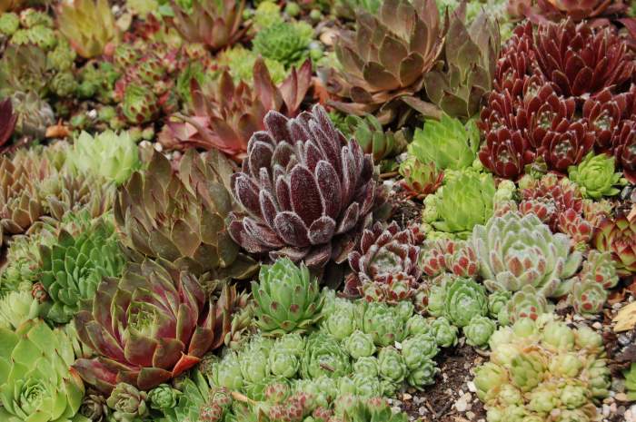 Sempervivum Dachwurz Hauswurz